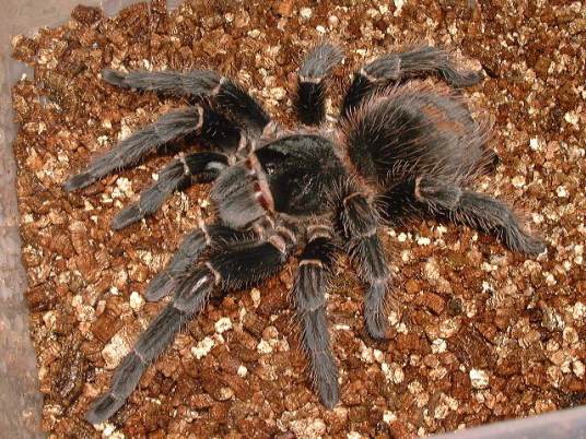 委内瑞拉红间蜘蛛