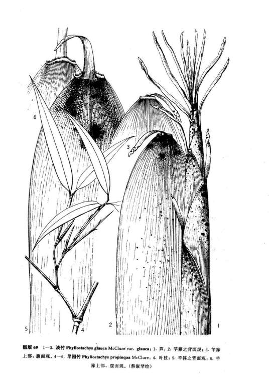 淡竹（原变种）