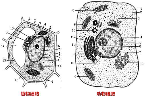 细胞结构