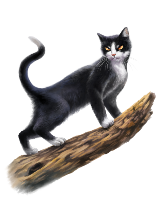 高星（《猫武士》人物）