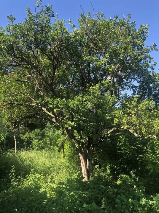 柚子（芸香科柑橘属一种植物）