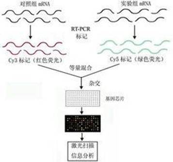 基因芯片
