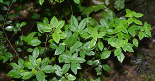 马银花（中药）