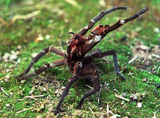 塔兰图拉毒蛛（大型、多毛的蜘蛛）