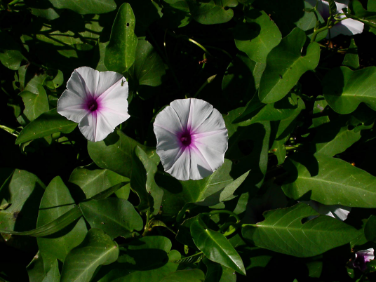 蕹菜（旋花科番薯属一种植物）