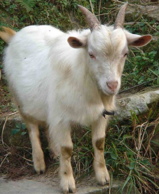 青田高山羊