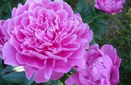 铁面无私（观赏植物）