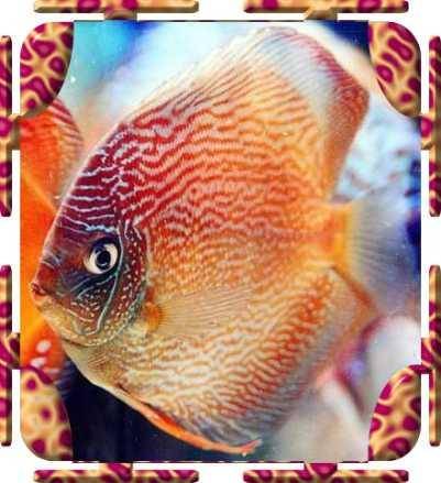 蛇纹（一种观赏鱼）