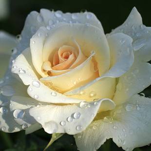 爱与和平（蔷薇属月季栽培品种）