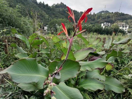 蕉芋（美人蕉科美人蕉属植物）