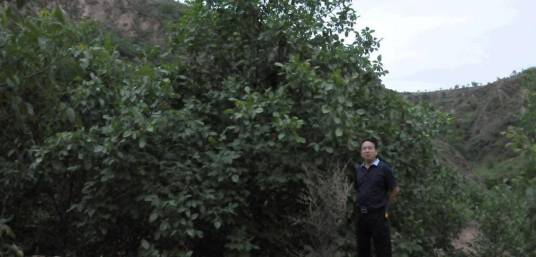 核桃（临县2）