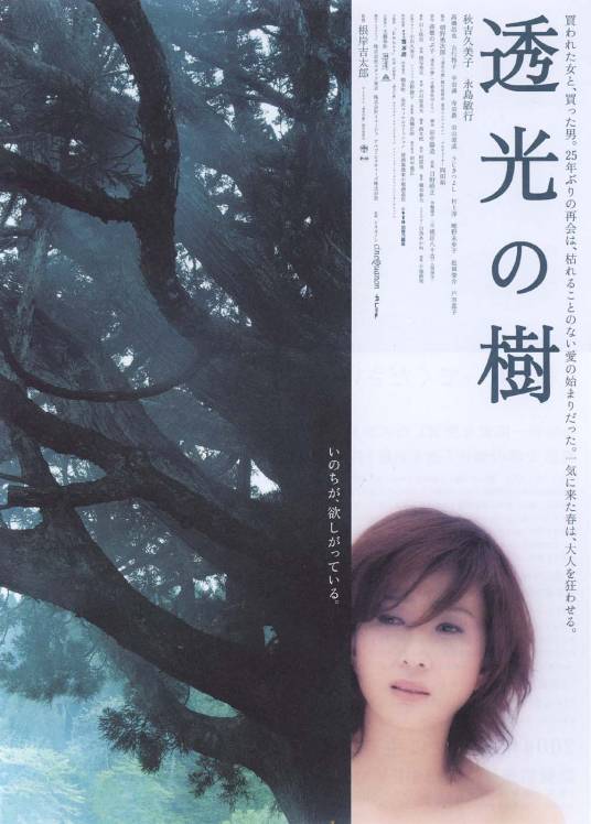 透光的树