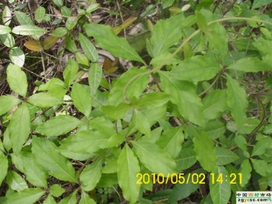 泰山四叶参栽培技术