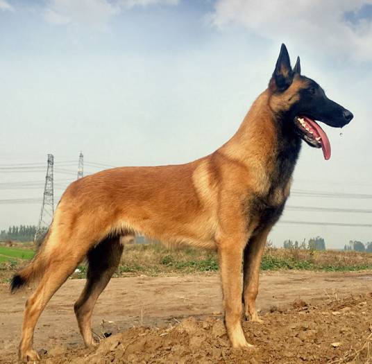 狼狗（狗的品种）