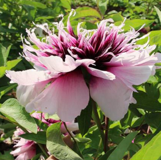 丝路花雨（芍药科芍药属植物）