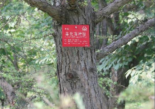 华北落叶松无性系-7745