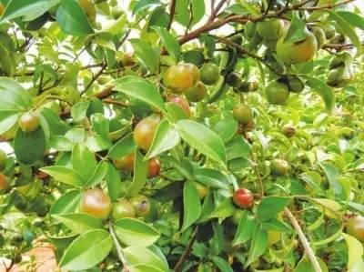 云南油茶（丽江永胜高寒地区特产茶）