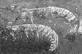 伯吉斯页岩化石群