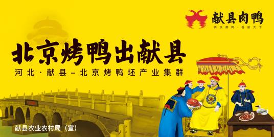 献县肉鸭