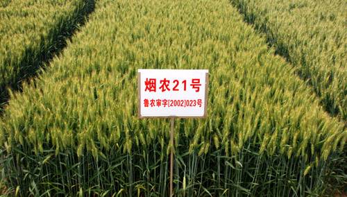烟农21