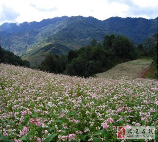 昭通苦荞麦