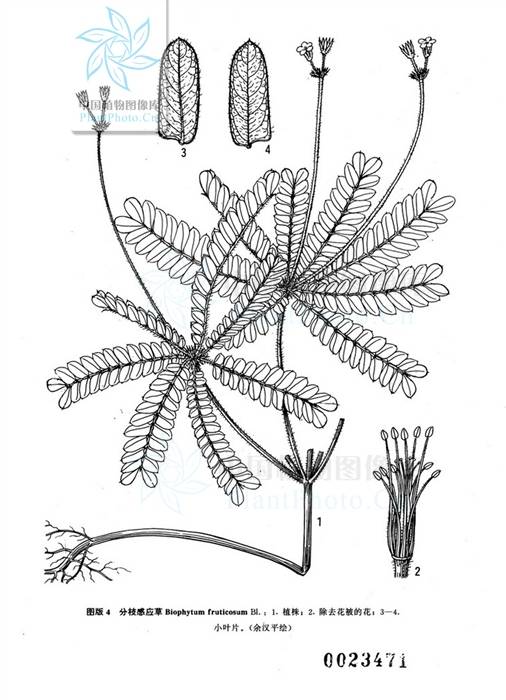 大还魂草（酢浆草科感应草属植物）