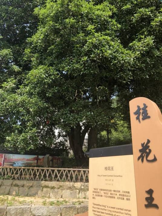 桂花王（木樨科木樨属植物）