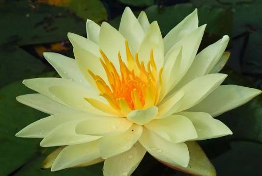 日出（睡莲品种）