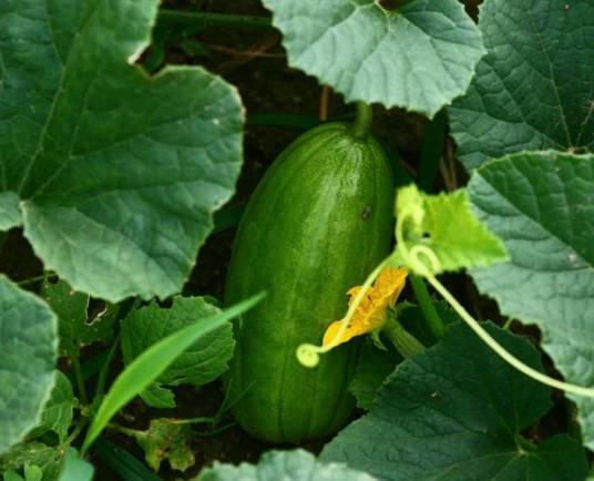 菜瓜（葫芦科黄瓜属植物）
