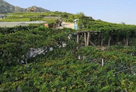 大泽山葡萄农业观光园