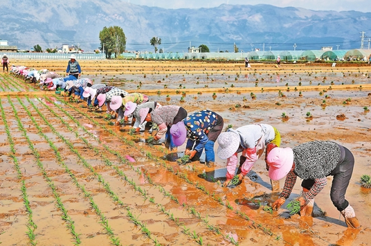 袁隆平超级杂交稻蒙自示范基地