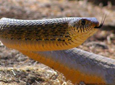 鼠标蛇（中药材）