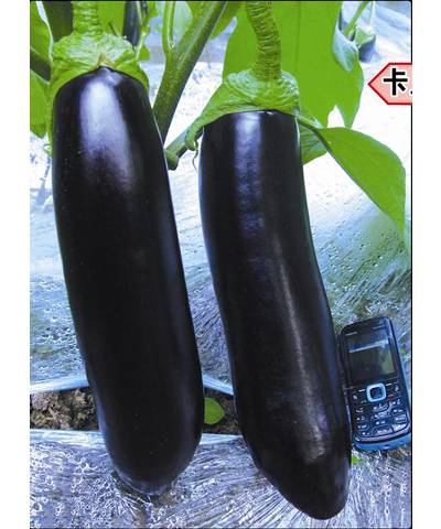 黑妹（茄子品种）
