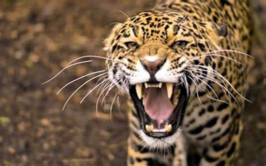 托斯卡那山地狮