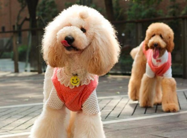 巨型贵宾犬多少钱？