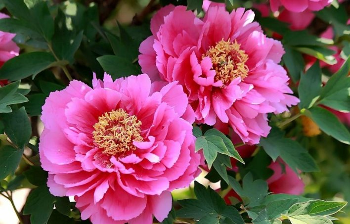 我在拼多多买了一双黑色的旅游鞋是九月十二日买的女式三十六码价格是二十九块九请问什么时间能到货