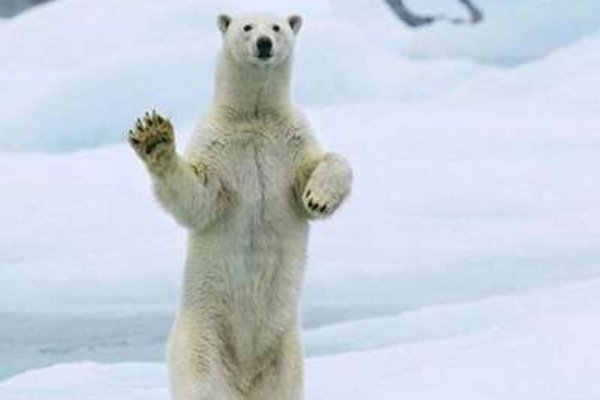 心酸!饥饿的北极熊打劫垃圾车,冰川消融为何北极熊就没饭吃?