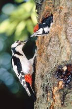 啄木鸟住在树上的资料