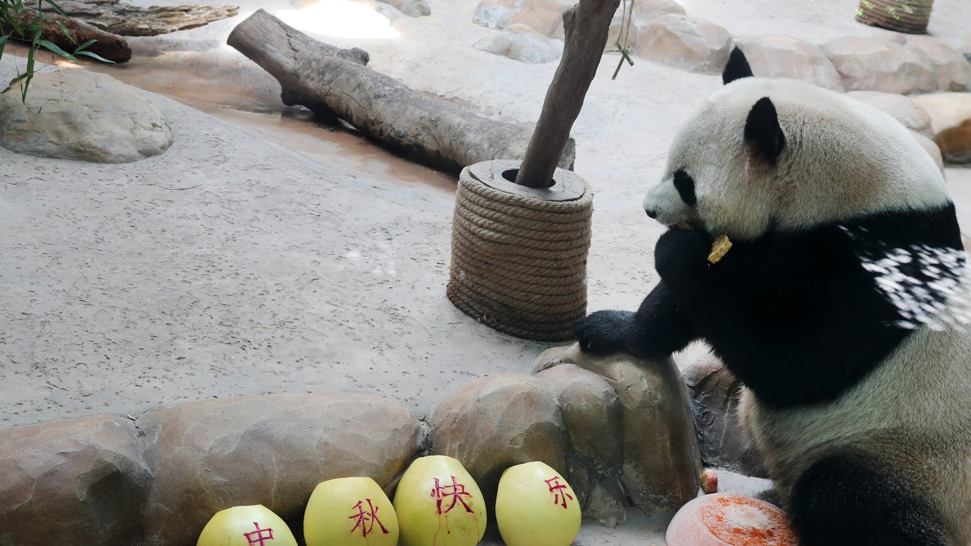 南通森林野生动物园，是如何给各种动物过中秋的呢？
