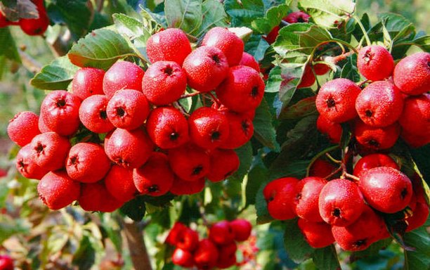 脸上斑如何去除