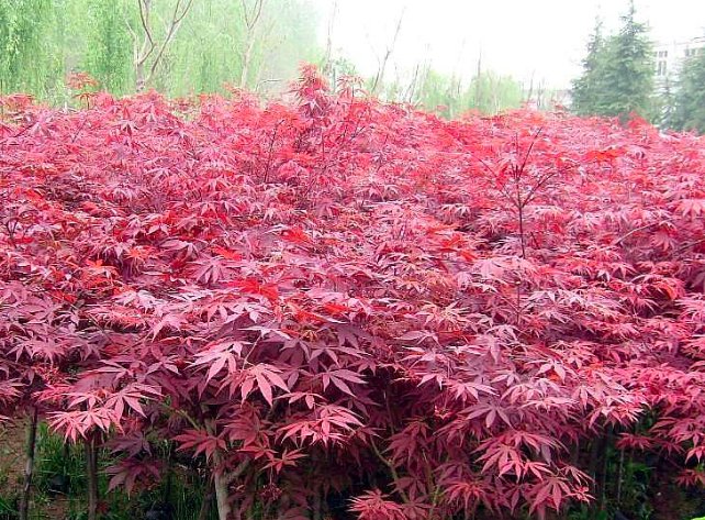 美国红枫价格？