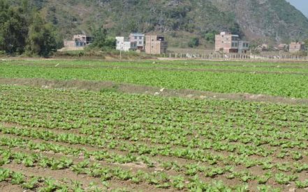 1亩地大概是多少平方米