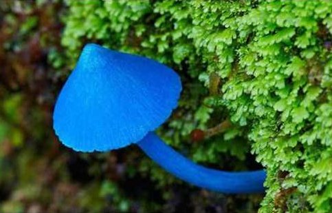 网络流行语蓝瘦香菇是什么意思