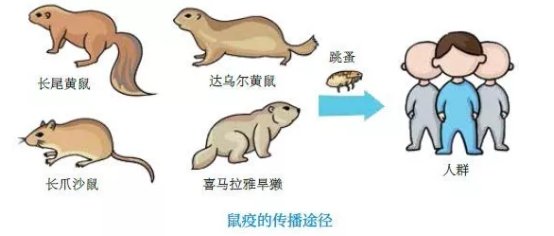 对于勐海发现1例疑似腺鼠疫病例,这种病毒有治疗方法吗?