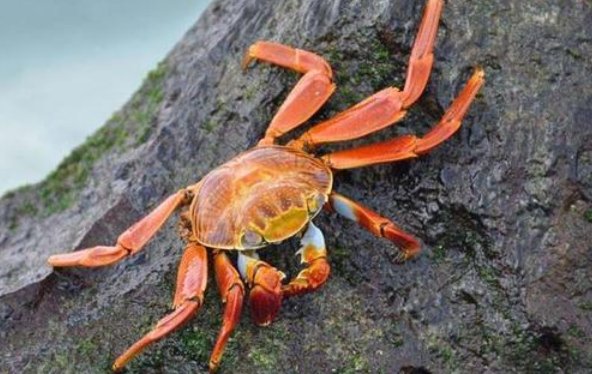 常将冷眼看螃蟹,看你横行到几时是谁说的？