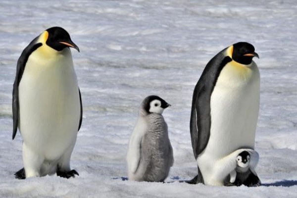 想知道北极有企鹅吗？