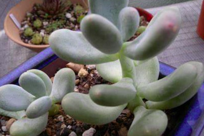 办公室绿植有哪些种类