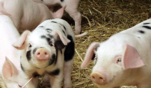 我国首例克隆藏猪出世，运用了怎样的技术？