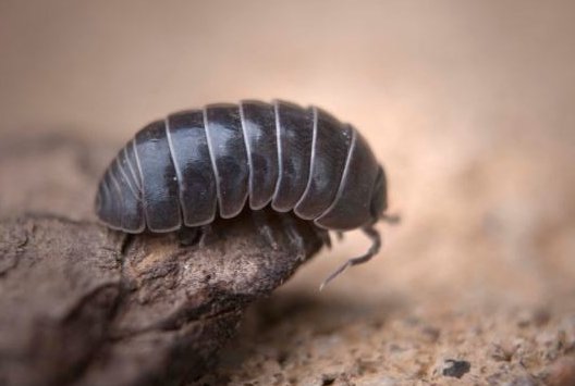 昆明9万学生全城找鼠妇做实验是怎么回事？