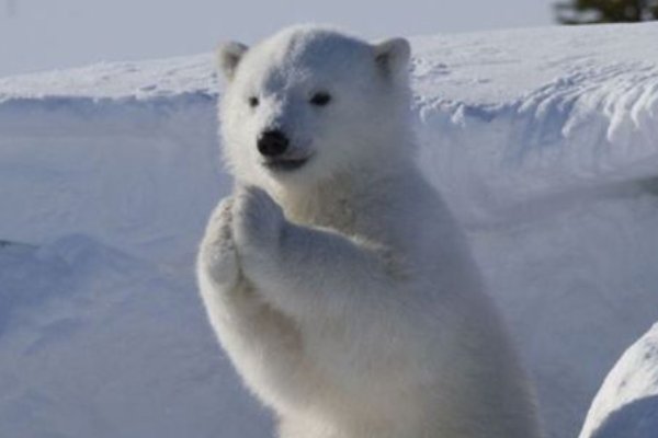 心酸!饥饿的北极熊打劫垃圾车,冰川消融为何北极熊就没饭吃?
